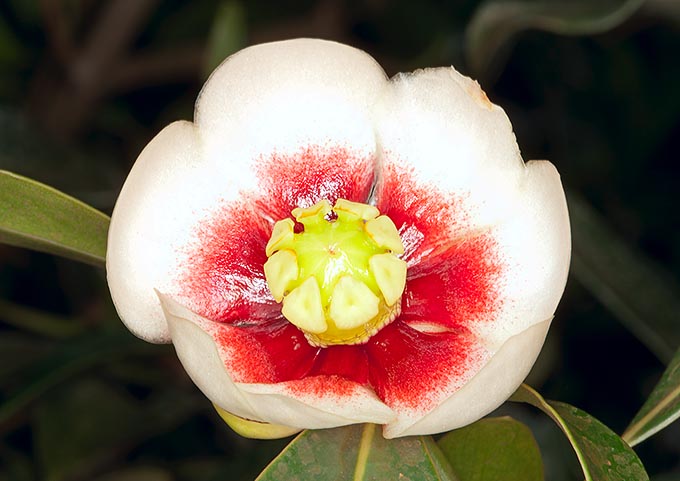 Sexes are separate, but male and female flowers are alike as shape and colour © Giuseppe Mazza