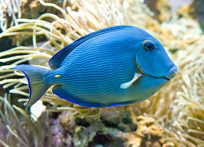 Acanthurus coeruleus, Cirujano Azul del Atlántico, Barbero azul, Cirujano, Cirujano azul, Acanthuridae Acanthurus coeruleus, Cirujano Azul del Atlántico, Barbero azul, Cirujano, Cirujano azul, Acanthuridae