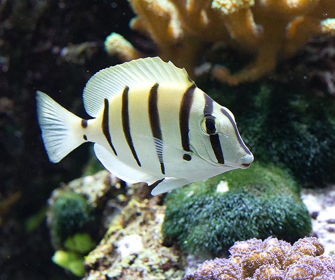 Acanthurus triostegus, Acanthuridae, Cirujano Convicto Acanthurus triostegus, Acanthuridae, Cirujano Convicto