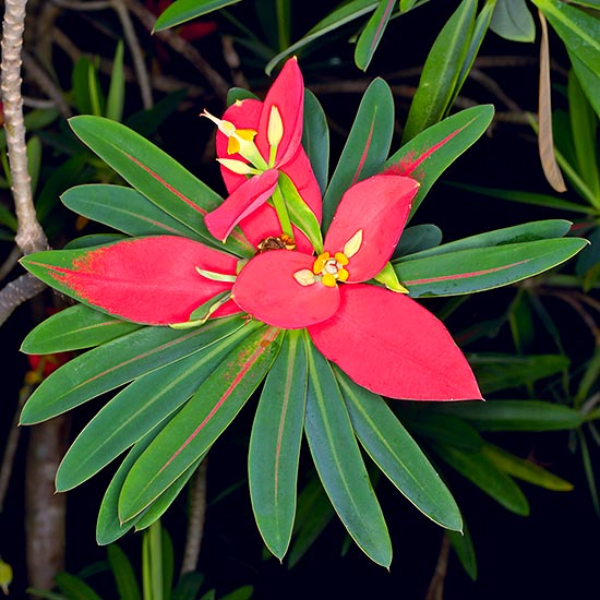 Euphorbia punicea is a tropical shrub which may be 8 m tall © Giuseppe Mazza