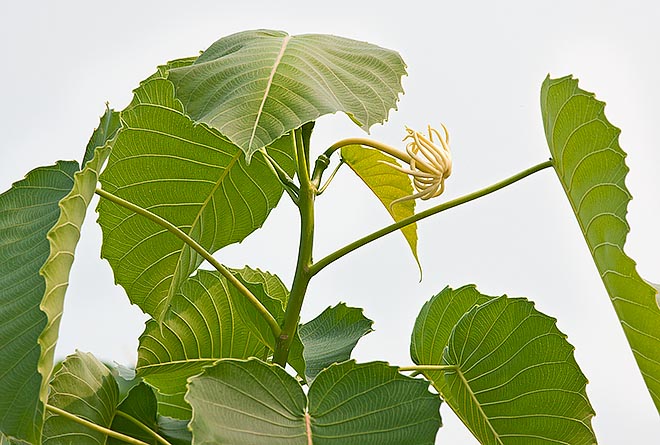 Hura polyandra, Euphorbiaceae