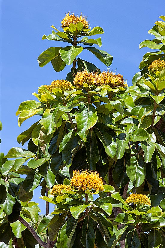 La Deplanchea tetraphylla es una planta australiana de 20 m de altura © Giuseppe Mazza