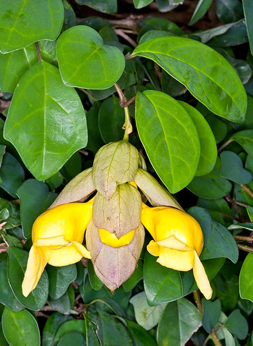 Gmelina elliptica, Lamiaceae