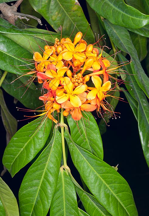 Saraca indica is a sacred tree to Hindus and Buddhists. Medicinal virtues © G. Mazza