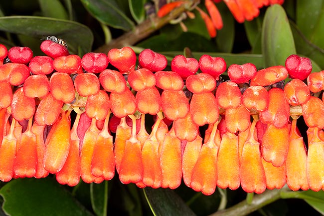 Le infiorescenze misurano circa 80 cm. I fiorellini sono nascosti da brattee rosso-arancio © Giuseppe Mazza