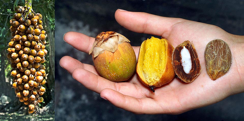 The yellow pulp of the 5-10 cm long fruits is an important livelihood for the locals. From endosperm they get an edible oil © Charles Brewer Carias