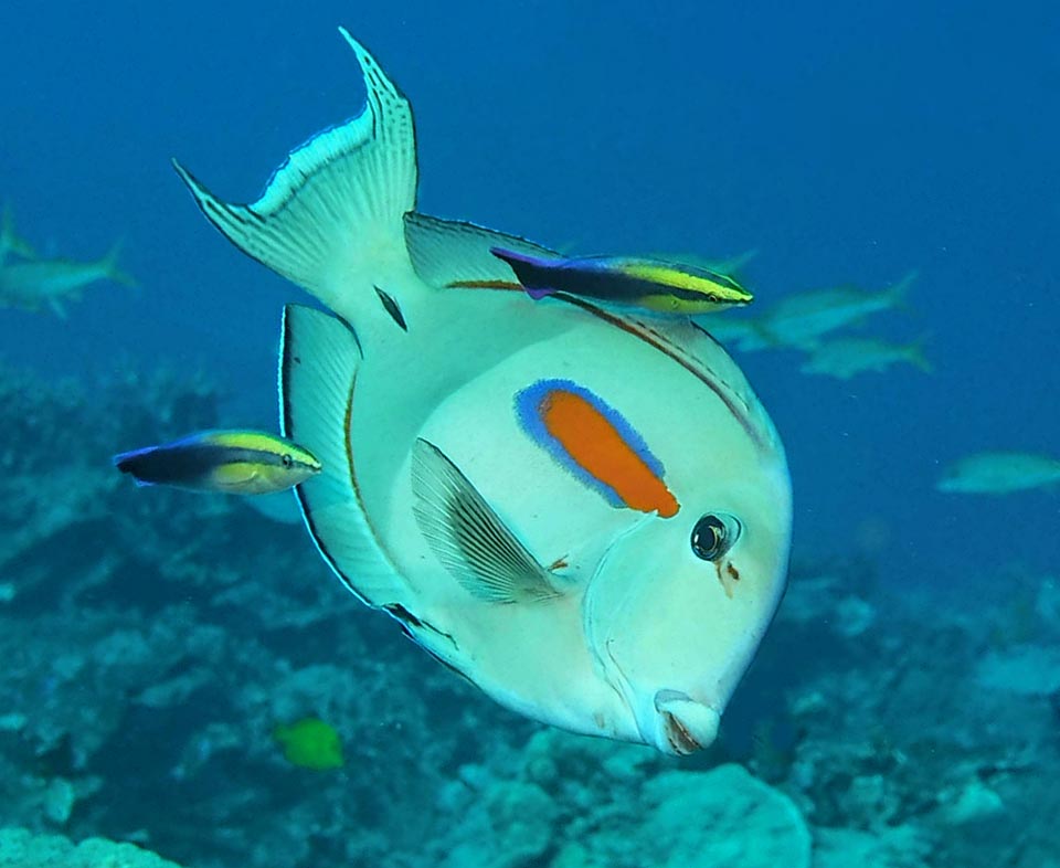Up to 35 cm long, Acanthurus olivaceus, here together with two cleaner wrasses, is frequent in the tropical waters of the Indo-Pacific