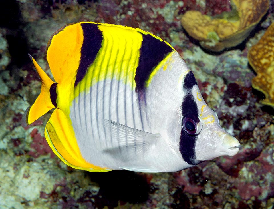 El Pez mariposa de cuña negra (Chaetodon falcula) se caracteriza por dibujos dorsales negros con forma de silla de montar o de hoz, como indica su nombre científico