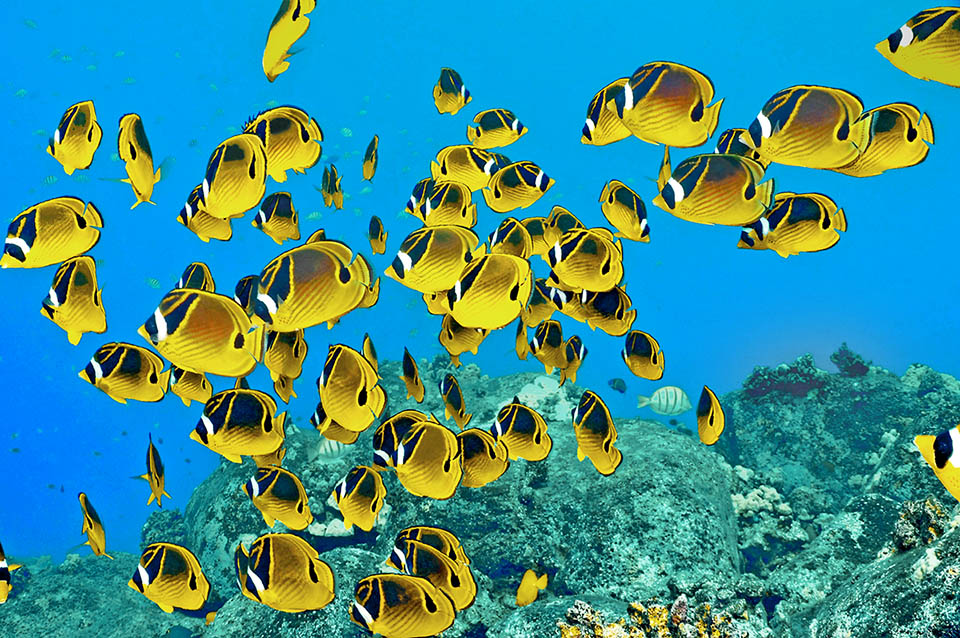 Spectaculaire rassemblement à Hawaï de Chaetodon lunula en raison de la présence appétissante de milliers d'œufs de Abudefduf abdominalis abandonnés aux courants 