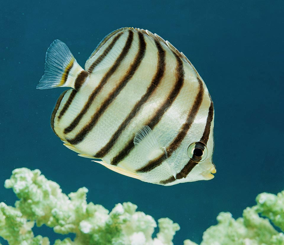 Le Poisson-papillon à huit bandes (Chaetodon octofasciatus) est présent dans diverses zones de l'océan Indien et de l'Ouest du Pacifique