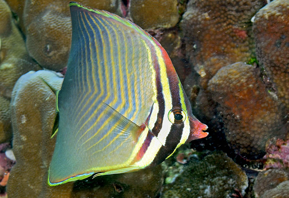 Chaetodon triangulum è presente nelle acque tropicali dell’Oceano Indiano e in un’area relativamente modesta del Pacifico occidentale