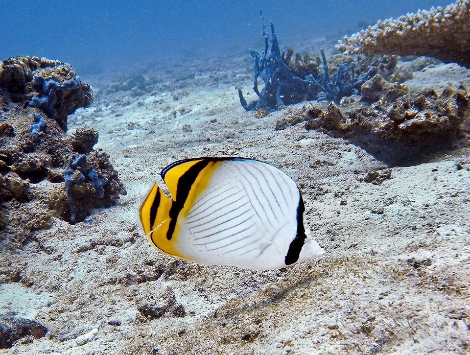Despite the name, the Vagabond butterflyfish (Chaetodon vagabundus) is not a homeless fish, but, conversely, the couples defend their territory from the conspecifics
