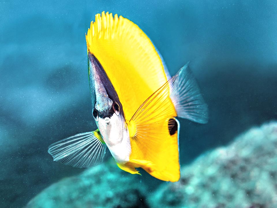 Forcipiger flavissimus is the butterflyfish with the largest range.
