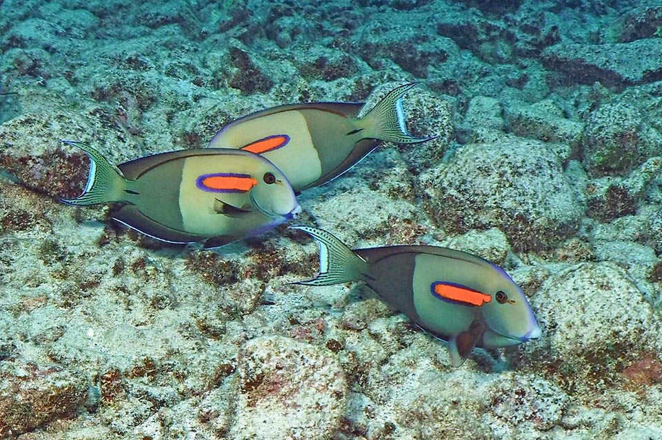 It lives in near rocky zones, mixed with sand and debris, eating seaweeds, often filamentous, small invertebrates and sediments 