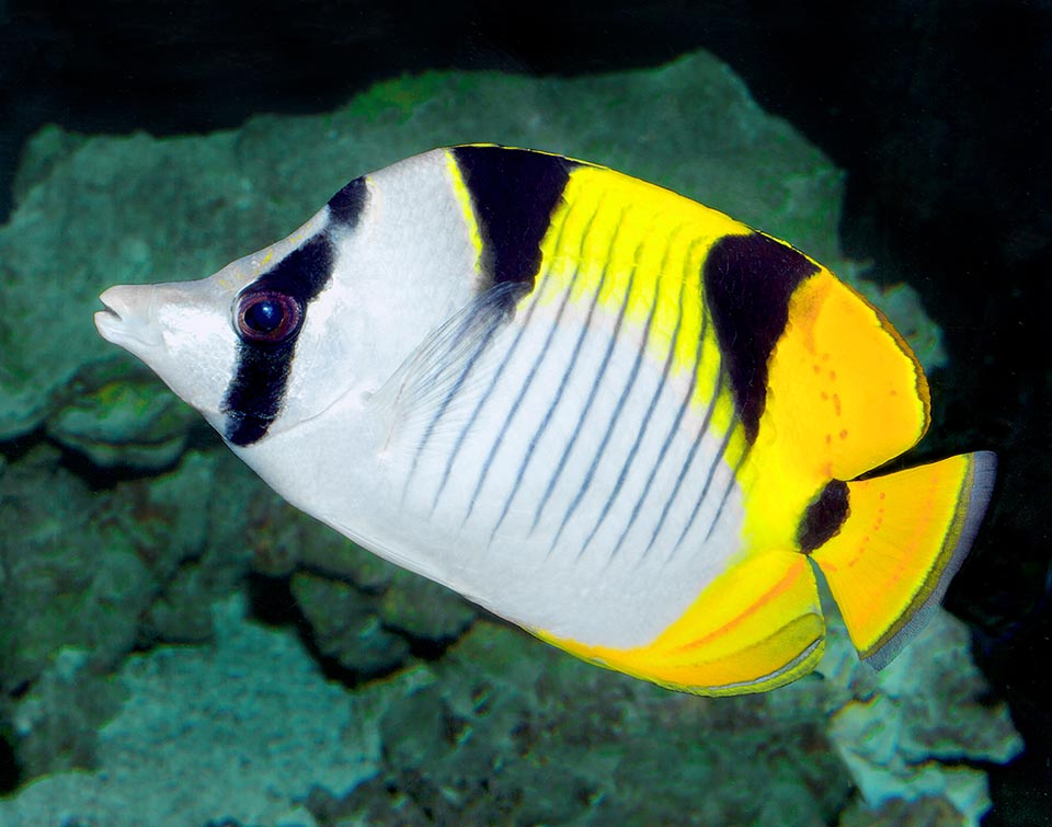 Presente en las aguas tropicales del Océano Índico y en una pequeña parte del Pacífico, se nutre de pólipos madrepóricos y otros celentéreos, crustáceos, moluscos y algas