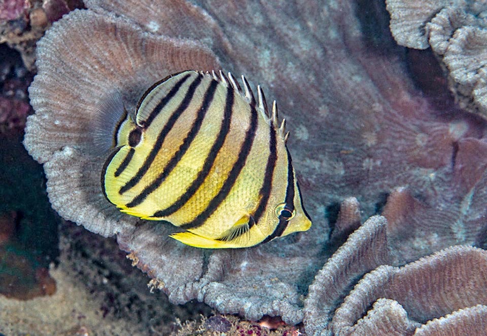 Lungo al massimo 12 cm, nuota nelle acque basse dei reef, non oltre i 20 m di profondità, protetto da una livrea mimetica a bande verticali