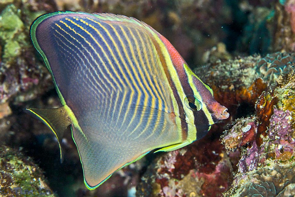 16 cm long at most, it lives not under the 25 m of depth sheltered by the madreporic formations, eating polyps of various species 