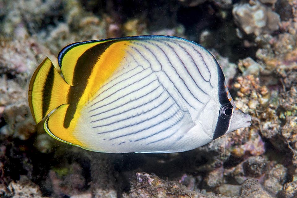 Per contro, nei secoli, è una specie che ha viaggiato molto, tan'è che oggi occupa nell’Indo-Pacifico tropicale un areale di oltre settanta milioni di chilometri quadrati 