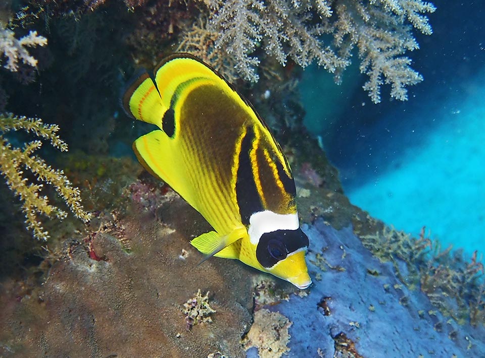 20 cm long at most, it is often called in various languages Raccoon butterflyfish, due to the presence, like the raccoons, of a black mask on the eyes
