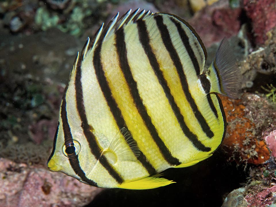 Omnivorous, it eats madreporic and vegetal polyps raising often the fins to appear larger and to exhibit the spiny rays of the dorsal to the predators 