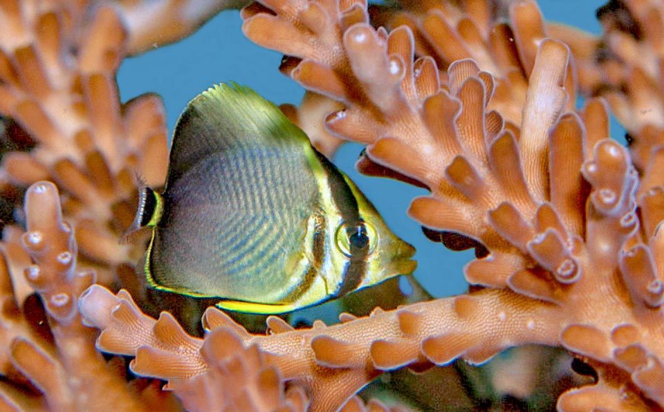Un jeune caché parmi les coraux.La résilience de cette espèce est bonne, ses effectifs pouvant doubler en moins de 15 mois