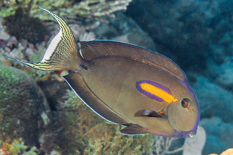 Tipica è anche la vistosa macchia ovale arancione, orlata di nero-violaceo, accanto all’opercolo