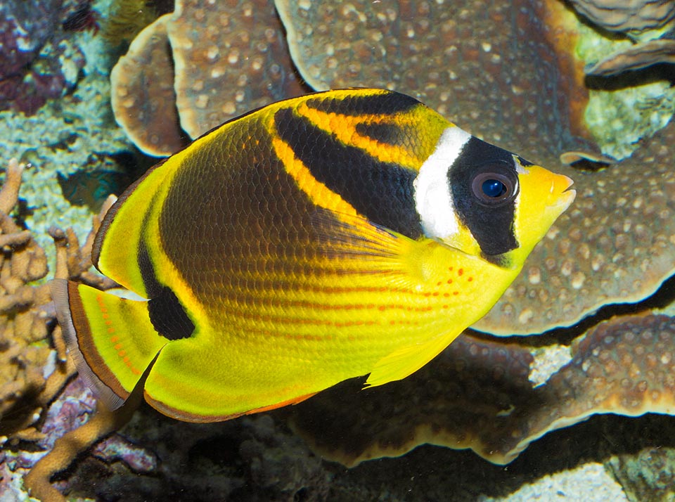 Chaetodon Lunula Monaco Nature Encyclopedia
