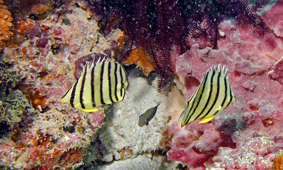 Ici on dirait qu'un petit poisson suffit à agacer le couple. La reproduction a lieu pendant la nage et les œufs fécondés sont confiés aux courants 