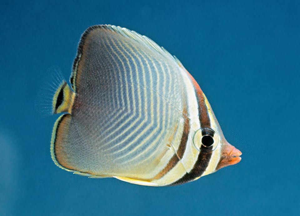 This specimen, larger, now looks very similar to the adults. Chaetodon triangulum is not an endangered species