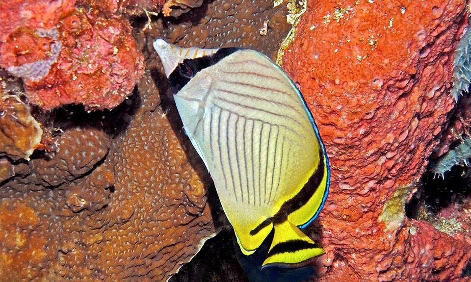 Giant among Chaetodons, it may reach the length of 23 cm, eating polyps of madrepores, polychaetes, sea anemones and algae