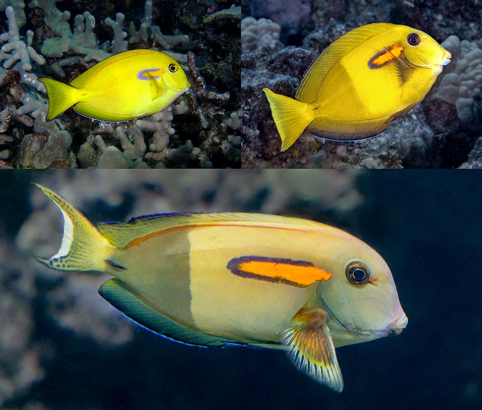 Initially juveniles are wholly yellow, then appears the oval spot and finally the dark zone that breaks the fish. The body, roundish, elongates and the caudal fin gets lunate 