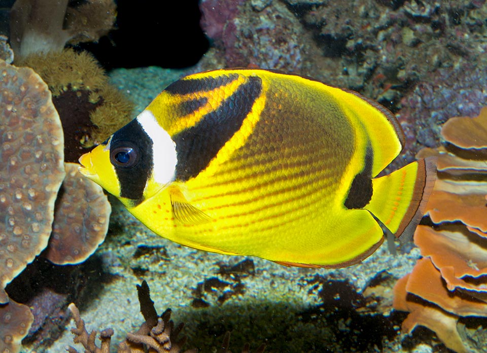 Il chasse dans des eaux peu profondes, pas plus de 30 m, surtout des nudibranches, polychètes tubicoles, petits crustacés et autres organismes qu'il trouve sur les fonds 