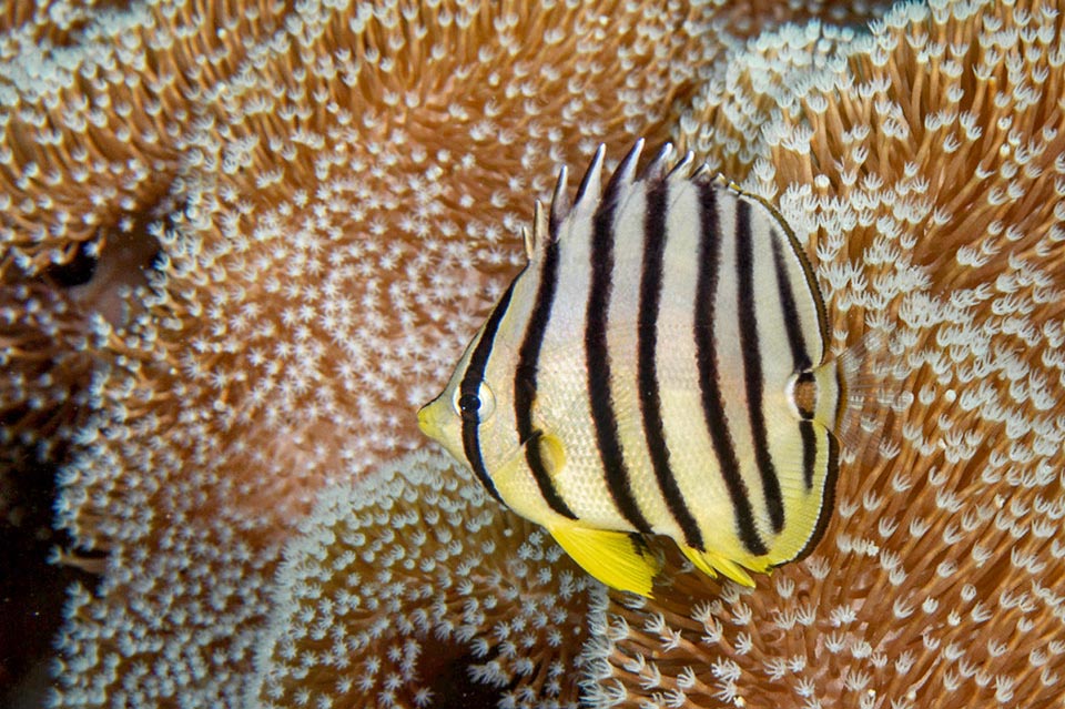 Poco richiesto dagli acquariofili, con inesauribili risorse alimentari e un’ottima resilienza, Chaetodon octofasciatus non è una specie in pericolo 