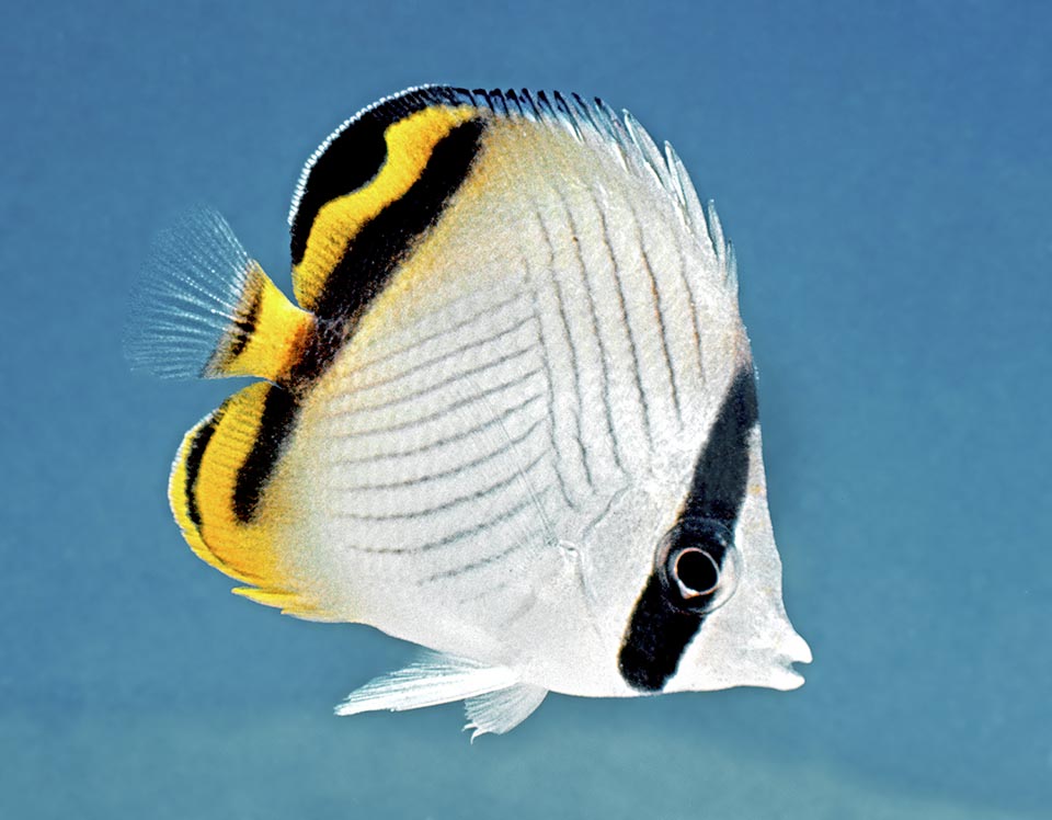 Juvenile. We still note, at the end of the dorsal fin, part of the black round spot of the early days, a fake eye that later on disappears blending into the dark line