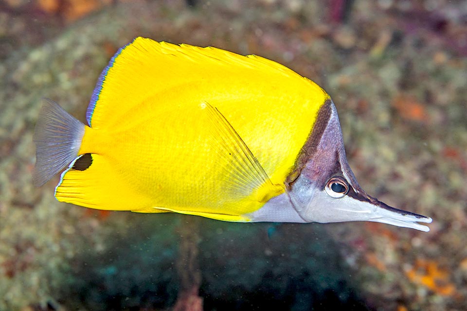 Camouflage rectangular shape.