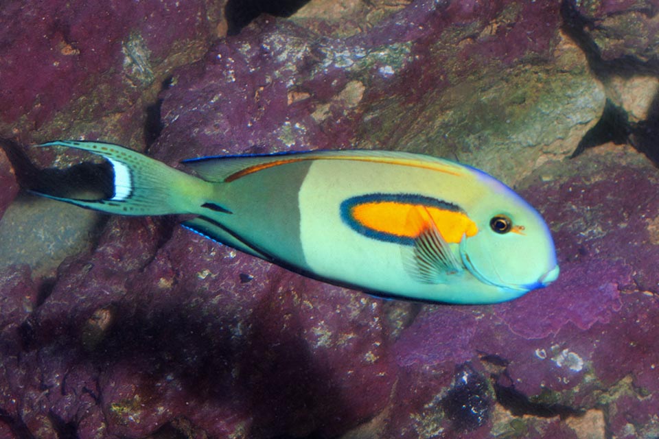 Présente dans les aquariums et pêchée localement pour l'alimentation malgré le risque élevé de ciguatera cette espèce a une bonne résilience et n'est pas en danger