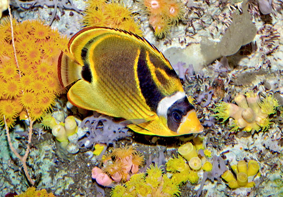 Consume fanerógamas y algas bentónicas, pero a diferencia de muchos peces mariposa, parece que los pólipos de las madréporas entran en su dieta sólo marginalmente