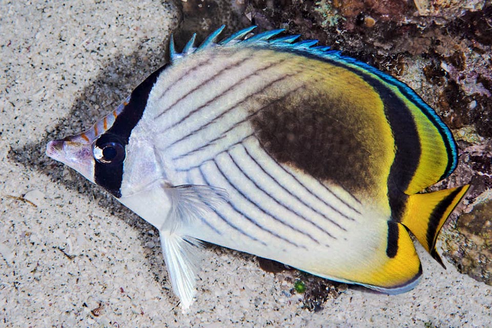 Comme beaucoup de poissons-papillons Chaetodon vagabundus possède aussi une livrée mimétique nocturne et n'est pas une espèce menacée