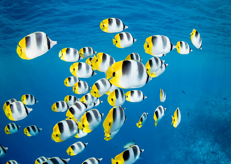 The Pacific double-saddle butterflyfish (Chaetodon ulietensis) has a very vast distribution in the Pacific Ocean and neighboring areas of the Indian Ocean.