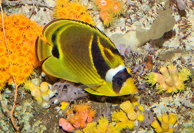 Chaetodon lunula, Pez mariposa mapache, Chaetodontidae Chaetodon lunula, Pez mariposa mapache, Chaetodontidae