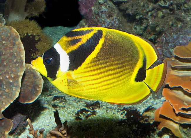 Chaetodon lunula, Pez mariposa mapache, Chaetodontidae Chaetodon lunula, Pez mariposa mapache, Chaetodontidae