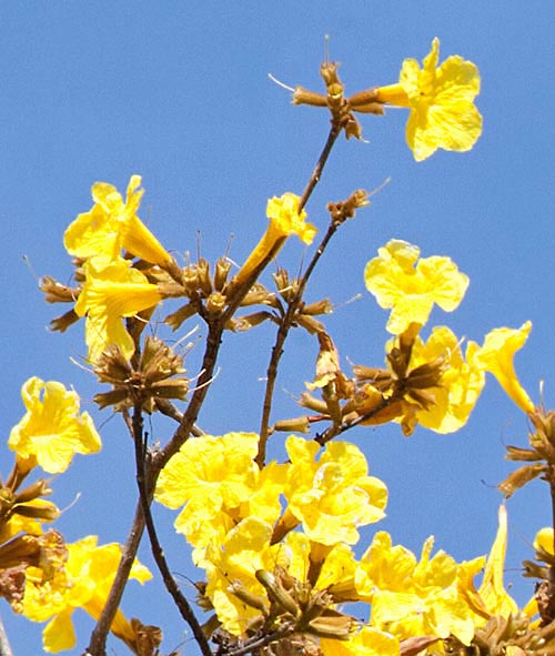 Handroanthus chrysotrichus, Bignoniaceae, ipê jaune