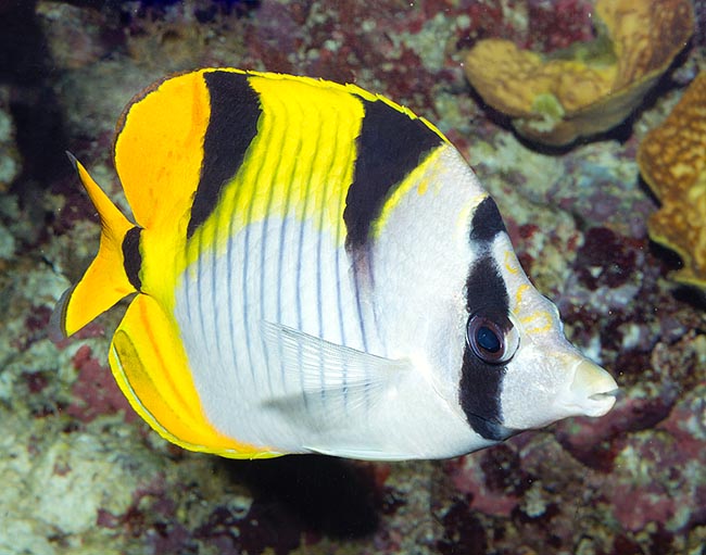 Chaetodon falcula, Chétodon faucille, Chaetodontidae Chaetodon falcula, Chétodon faucille, Chaetodontidae