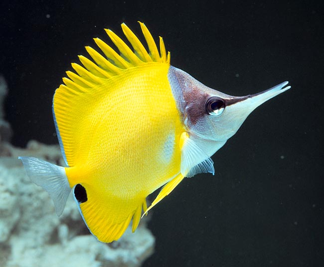 Forcipiger flavissimus est le poisson-papillon dont la distribution est la plus vaste © Giuseppe Mazza