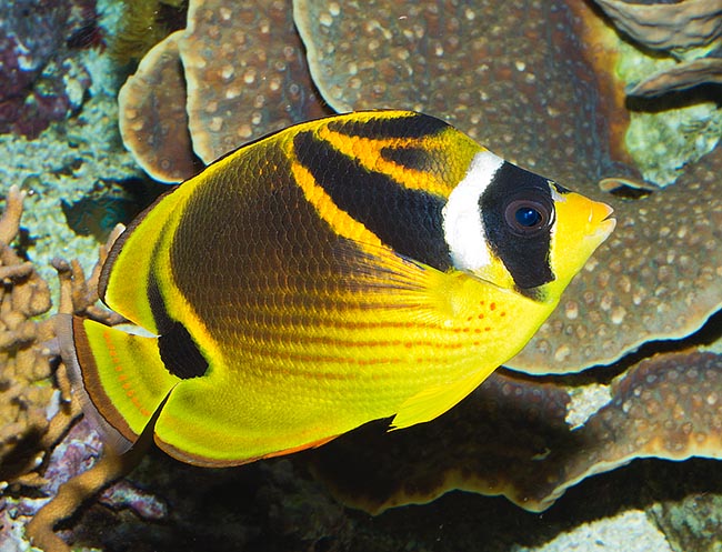 Chaetodon lunula, Pez mariposa mapache, Chaetodontidae Chaetodon lunula, Pez mariposa mapache, Chaetodontidae