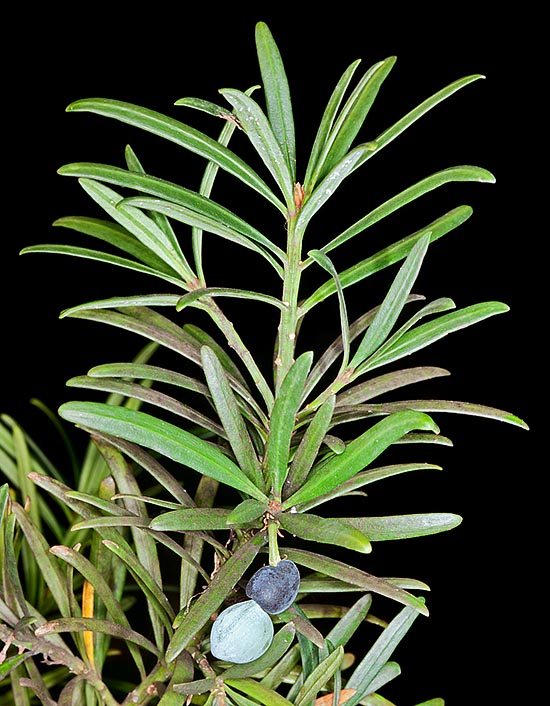 Podocarpus chinensis is an evergreen dioecious tree not exceeding the 10 m © Giuseppe Mazza