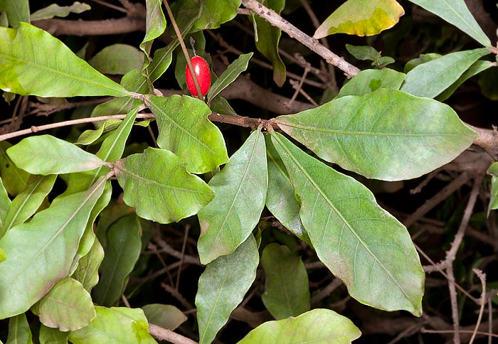 Synsepalum dulcificum est un arbuste sempervirent de 2-5 m des climats tropicaux © Giuseppe Mazza