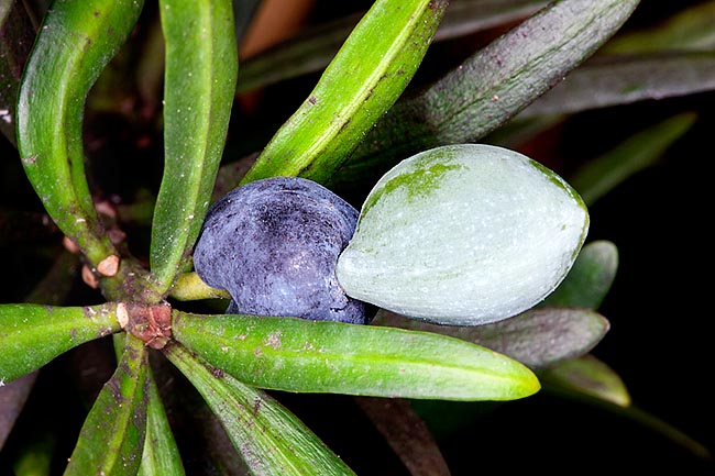 Le fruit légèrement toxique, d'abord vert puis rouge et ensuite violet, est surmonté d'une graine ovoïde © Giuseppe Mazza