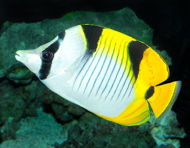 Chaetodon falcula, Chétodon faucille, Chaetodontidae Chaetodon falcula, Chétodon faucille, Chaetodontidae
