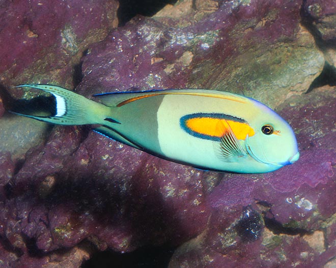 Acanthurus olivaceus, Acanthuridae, Cirujano de Banda Naranja, Cirujano de Hombro naranja Acanthurus olivaceus, Acanthuridae, Cirujano de Banda Naranja, Cirujano de Hombro naranja